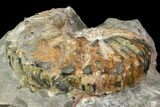 Iridescent, Fossil Ammonite (Discoscaphites) - South Dakota #119380-1